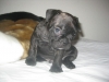 AKC French Bulldog Puppies for sale